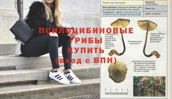 гашик Белокуриха